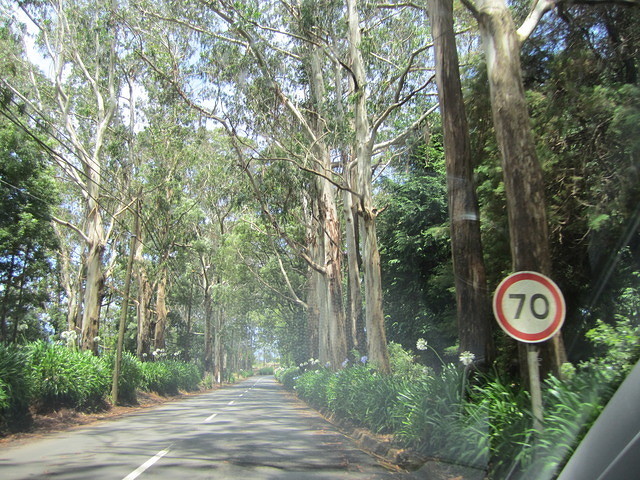 Madeira 2010 0676