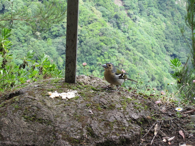 Madeira 2010 0722